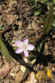 Spring Beauty (Claytonia Virginica)